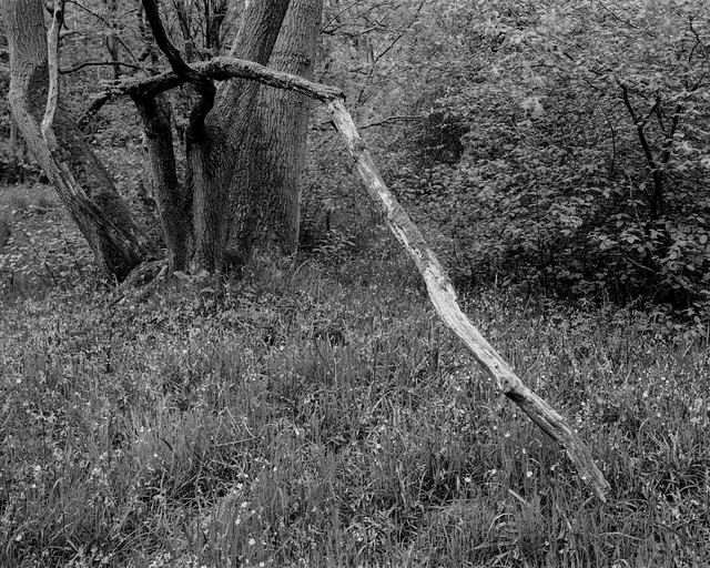 Hyons Wood, Walker Titan Sf with Nikkor 90mm, Rollei Ortho 25+ @ISO40 in HC110