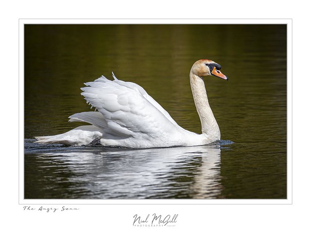 Mute Swan-1198