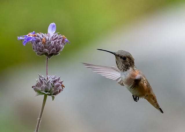 Hummingbird at the Secret Garden
