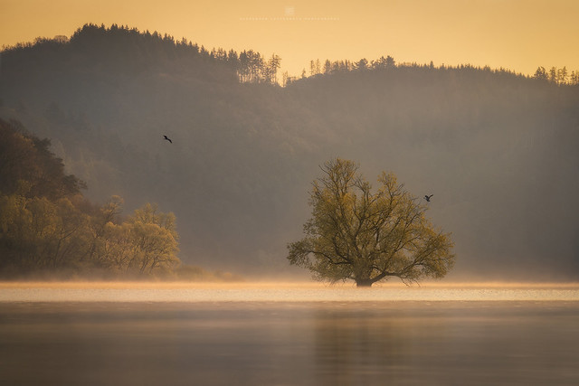 lonely tree in the lake