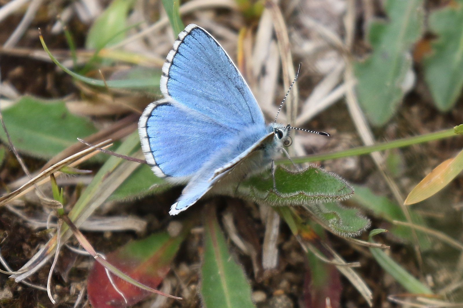 Adonis Blue | Flickr