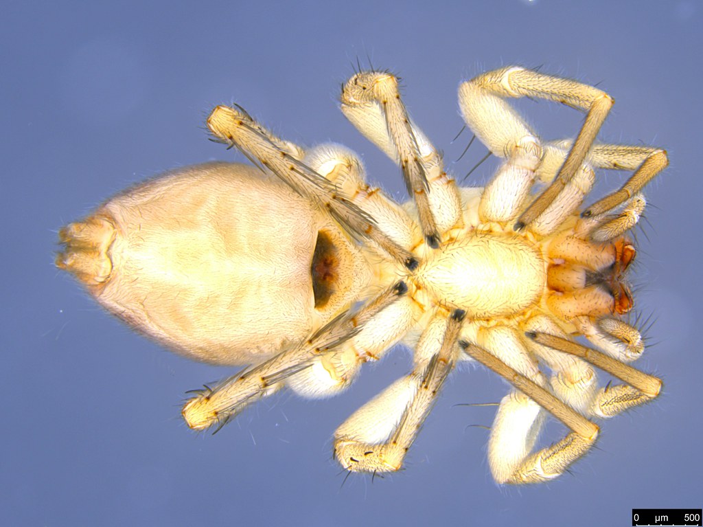4b - Araneae sp.