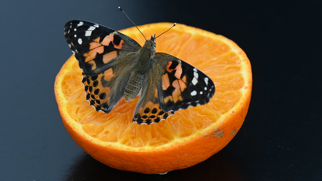 Macro Mondays 2021: Orange: Painted Lady Butterfly on an Orange