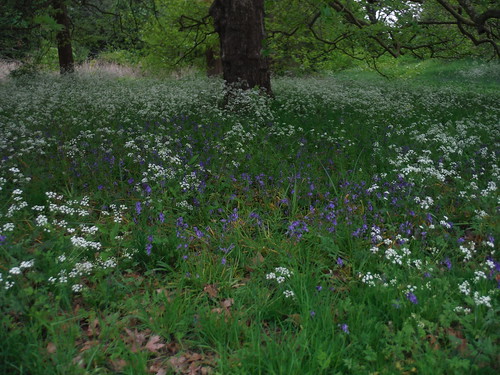 Very Late Bluebells and Cow Parsley, Ice House Mound, Osterley Park SWC Short Walk 50 - Osterley Park (Osterley to Hanwell or Circular) [Osterley Park Ticketed Area Extension]