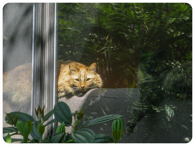 A Cat and A Window-Orange