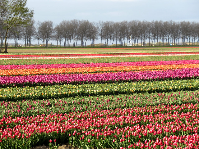 Tulip fields