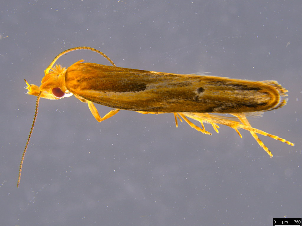 25 - Gelechiidae sp.