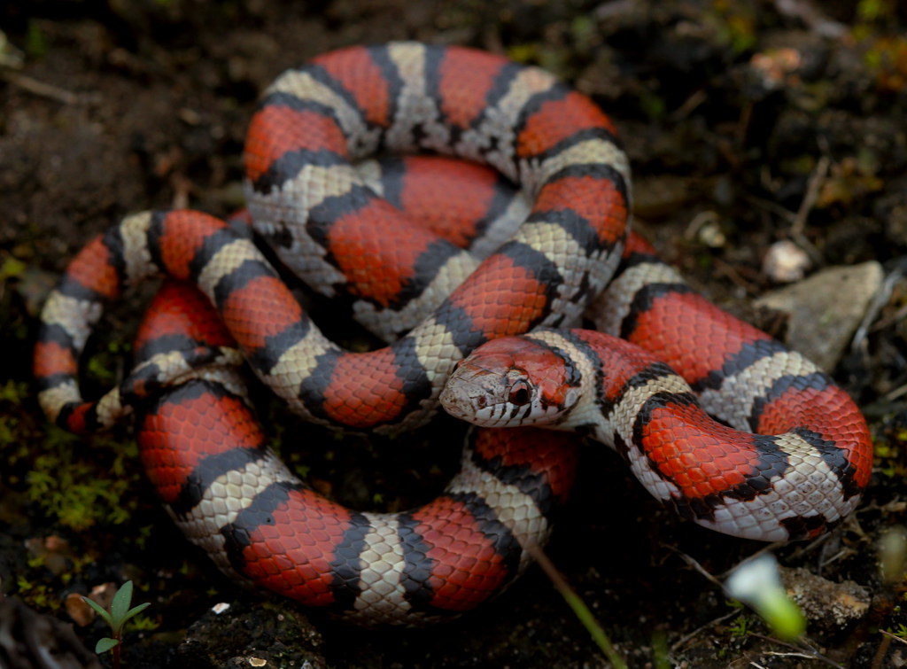 Are milk snakes good pets?