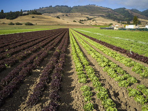 california green landscape farming sjb unitedstates rows lettucefields