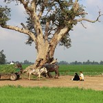 Rural scene, Nile Delta, Egypt