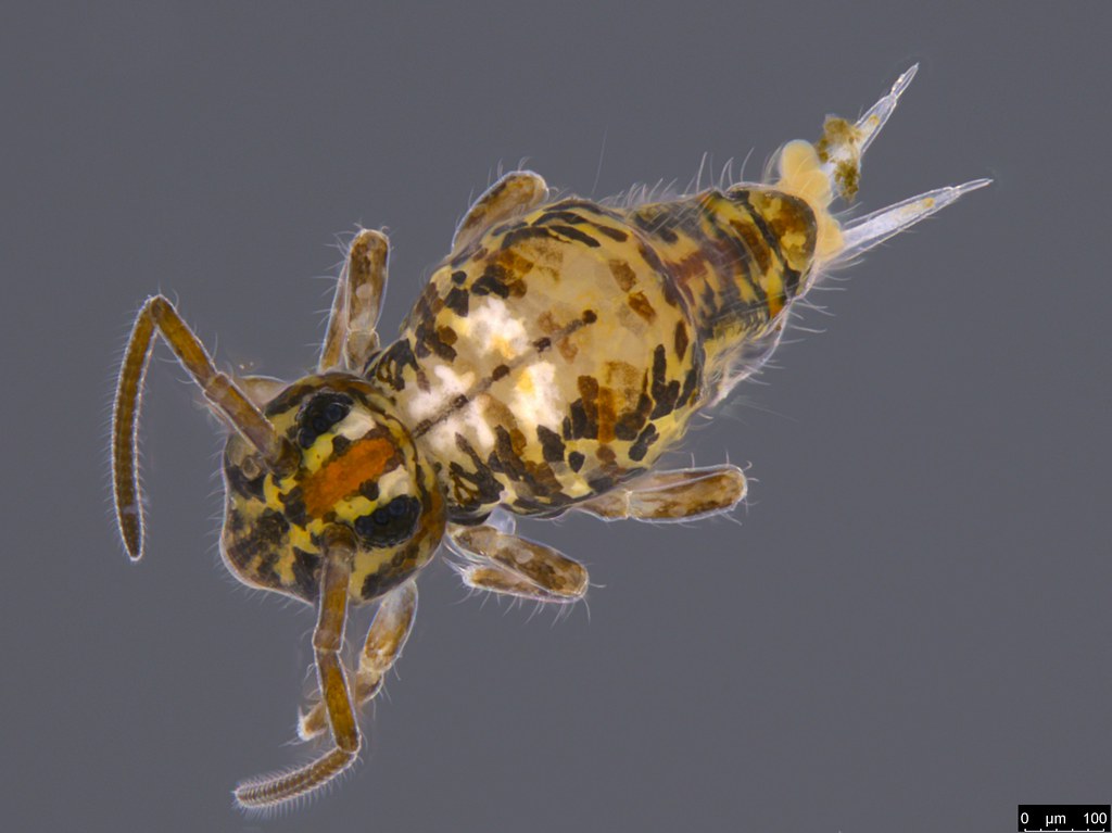 8 - Sminthuridae sp.