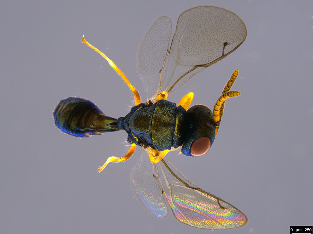 16b - Pteromalidae sp.