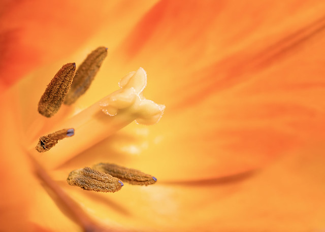 Orange Flower Pollen