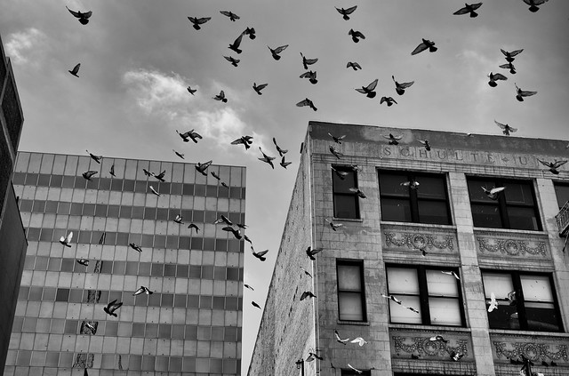 Downtown Swarm