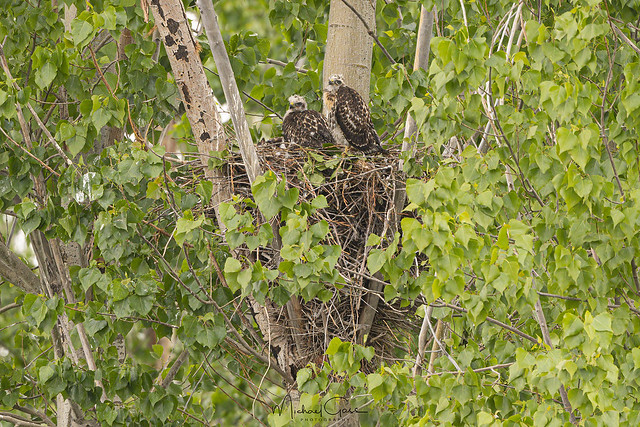 Baby Red-tailed Hawks