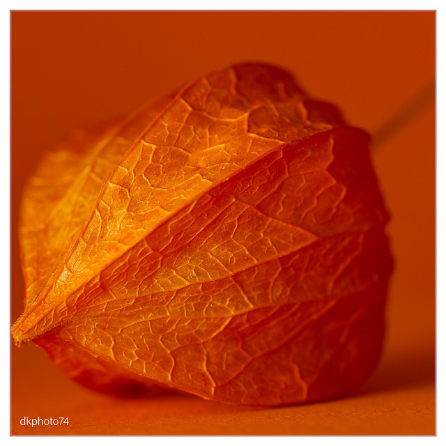 orange hmm — physalis