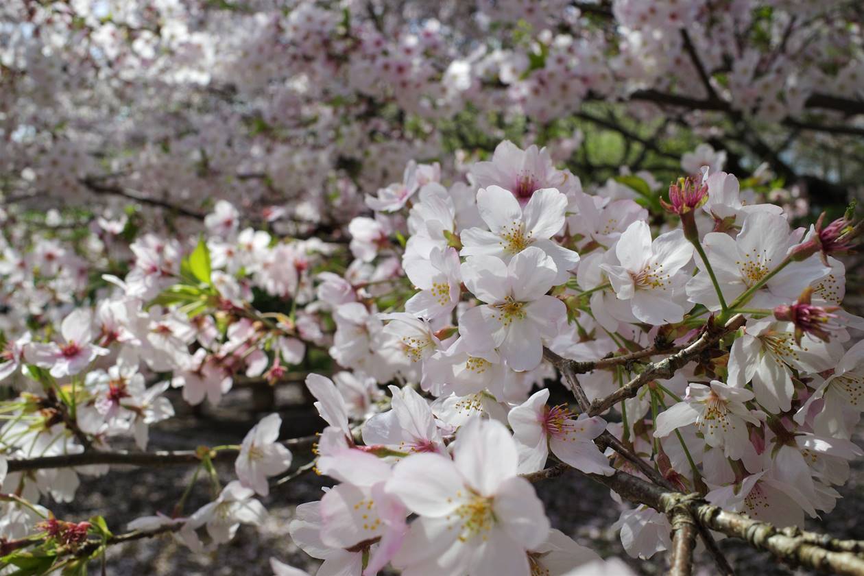 香貫山の桜