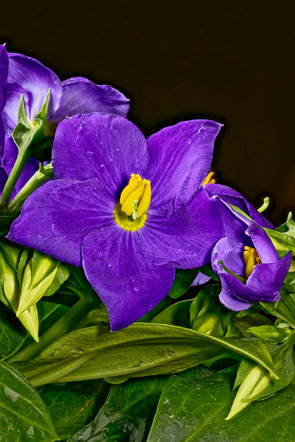 Persian Violet