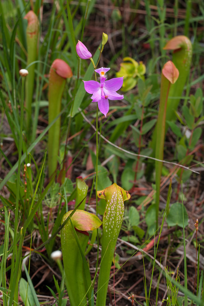 Common Grass-pink orchid among Hooded Pitcher Plants