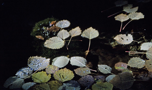 Leaves In A Pond (1)