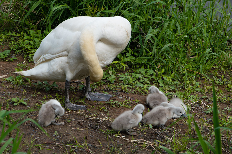 Swan family, English Bridge