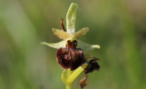 The late Early Spider Orchid