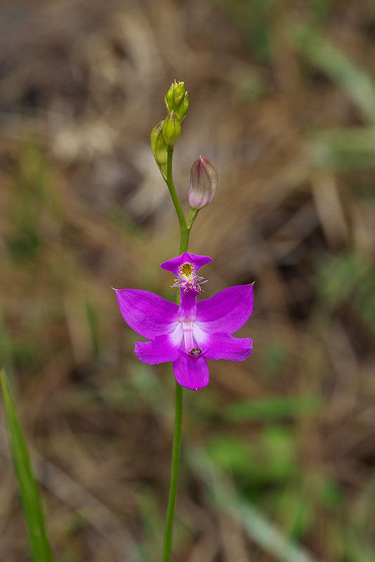Common Grass-pink orchid