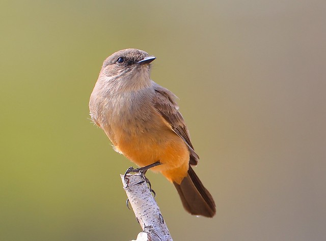 Say’s Phoebe. This is a lifer for me.