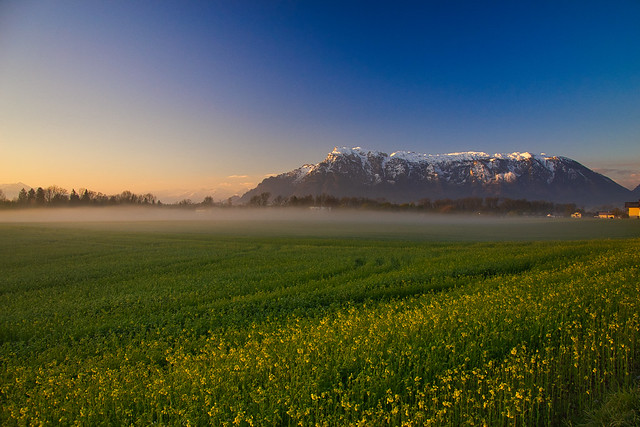 Early morning view over the rape field to the Untersberg