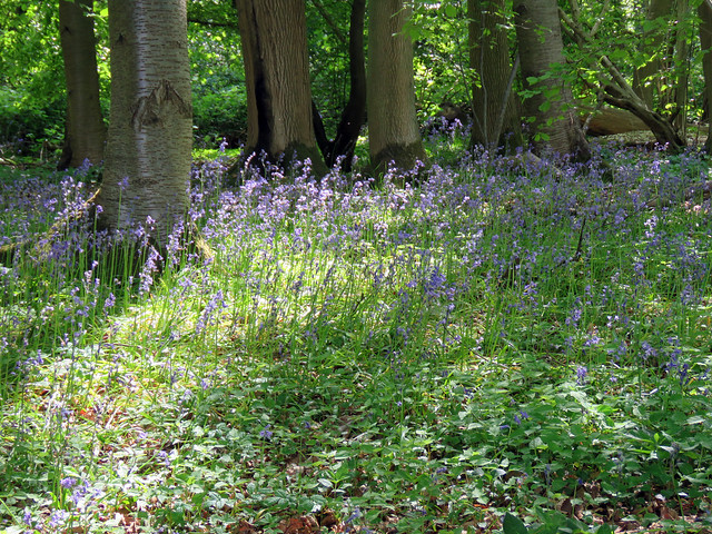 Bluebells, Water End 2021