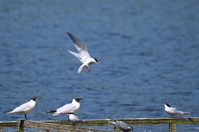 Common Terns & Black-headed Gulls