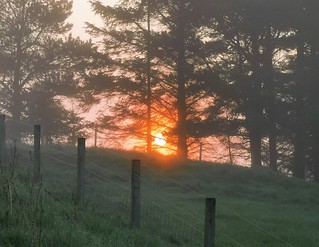 Sunrise Through Trees - Symington