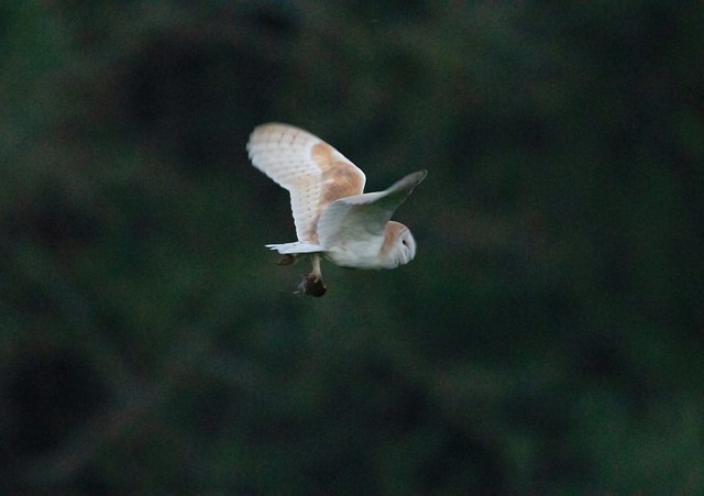 barn owl and it's catch.tif