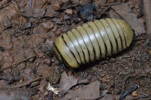 Giant pill millipede - Arthrosphaeridae
