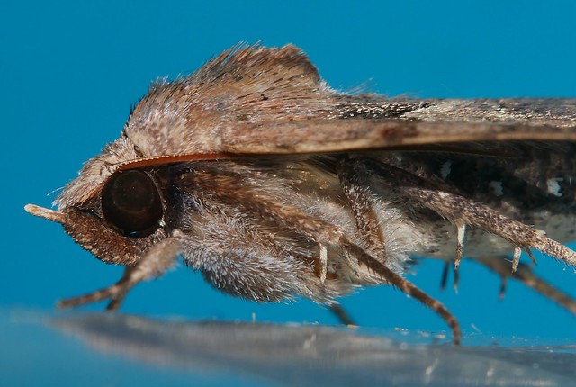 Very Variable tear drop Owlet Moth Avatha discolor Erebinae Erebidae Noctuoidae Mandalay rainforest Airlie Beach P1130992