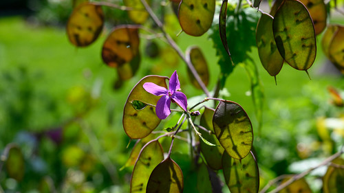 Silberblatt mit Blüte | by manni0656