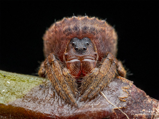 Broad-headed bark spider (Caerostris sp.) - P5239243
