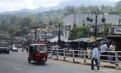 Road-side Fence - Nuwara Eliya Sri Lanka