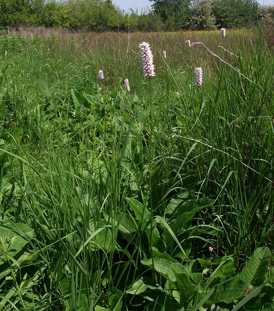 Bistorta officinalis (Common Bistort), habit, Purwell Meadows, Hitchin, Herts, 31.5.21