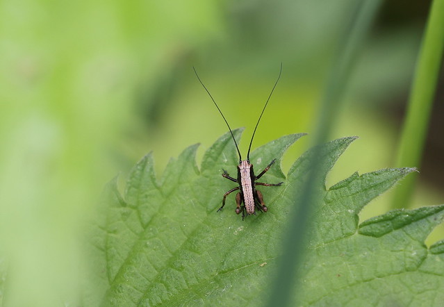 Buskgræshoppe (Dark Bush-cricket / Pholidoptera griseoaptera)