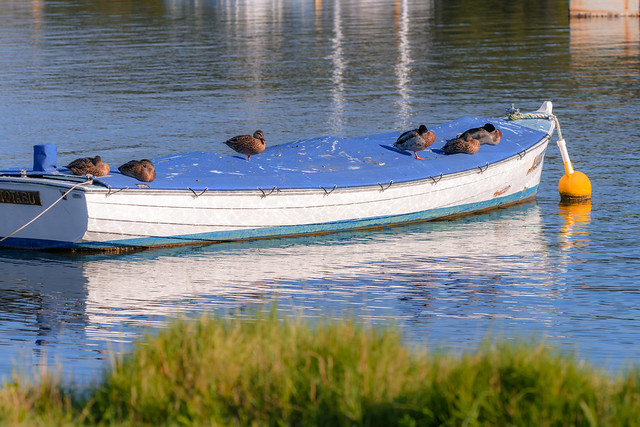 Boat on the water with ducks having a rest