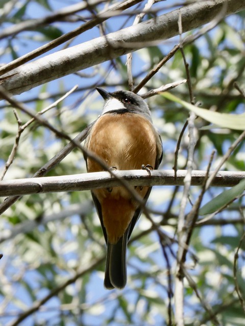 Rufous-Whistler(Pachycephala-rufiventis)