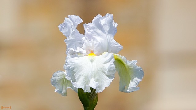 9799 - Iris Blanc