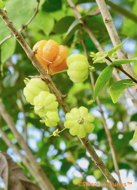 Pitanga, Brazil Cherries, Bergendal Resort, Suriname