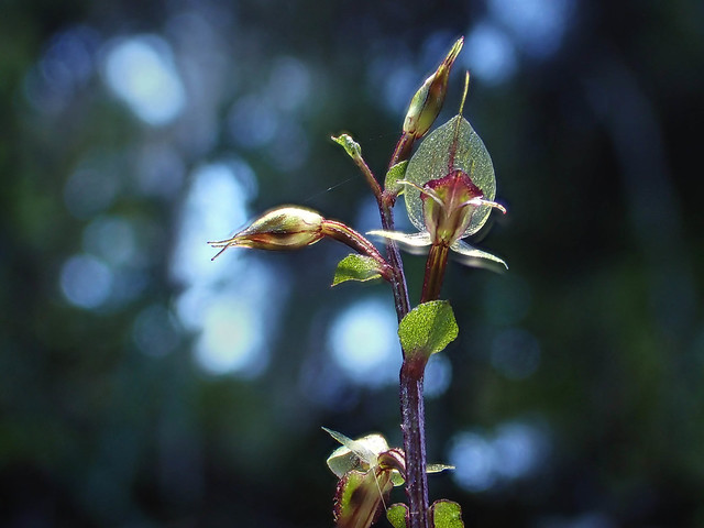 Pixie Cap (Acianthus sinclairii)_Tiny NZ Native Orchid