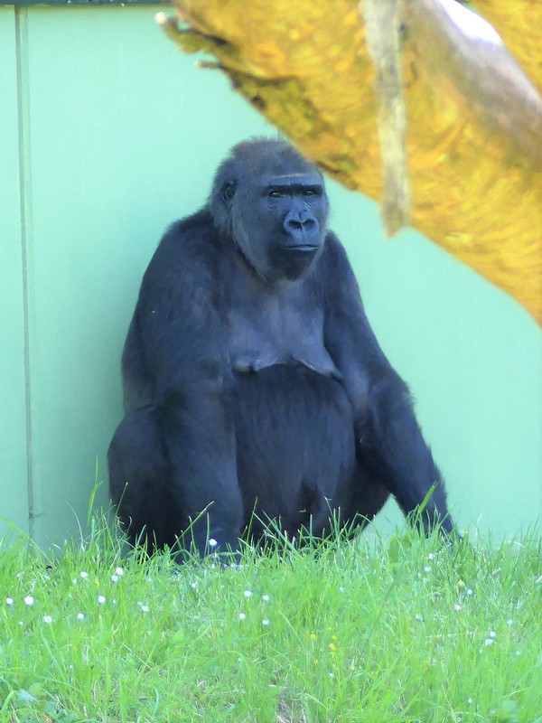 Gorillas Zoo Frankfurt