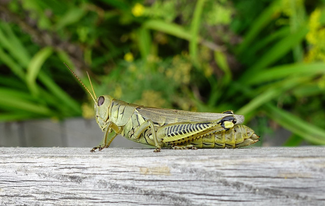 Diferential Grasshopper at the Meadows Garden at Longwood Gardens in Kennett Square, PA