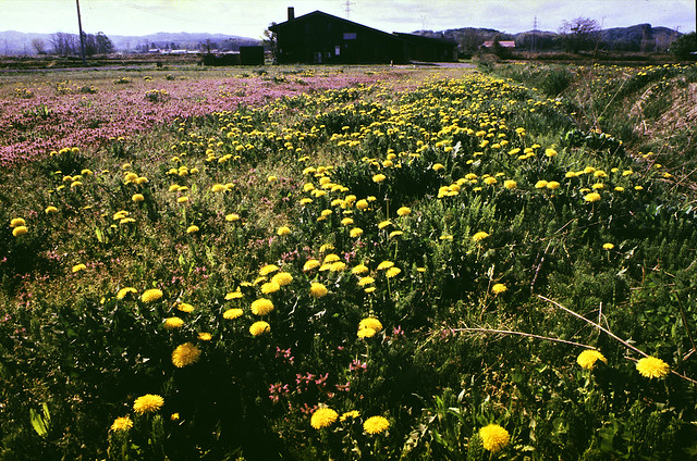 Dandelions cover the ground
