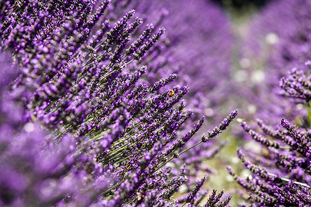 Closeup shot of  purple Lavandula flowering plants growing in the  middle of the field