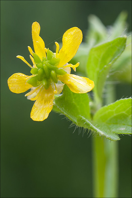 Ranunculus-muricatus_4